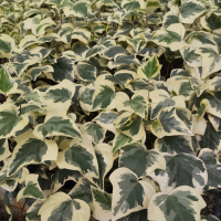 seto de hiedra variegata (R)